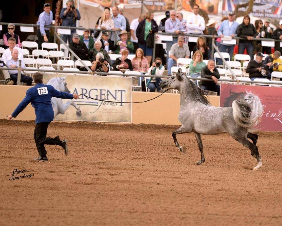 2015 Scottsdale Arabian Horse Show February 20th Arabian Horse