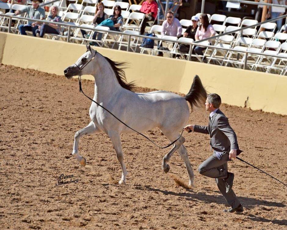 2015 Scottsdale Arabian Horse Show February 21st Arabian Horse