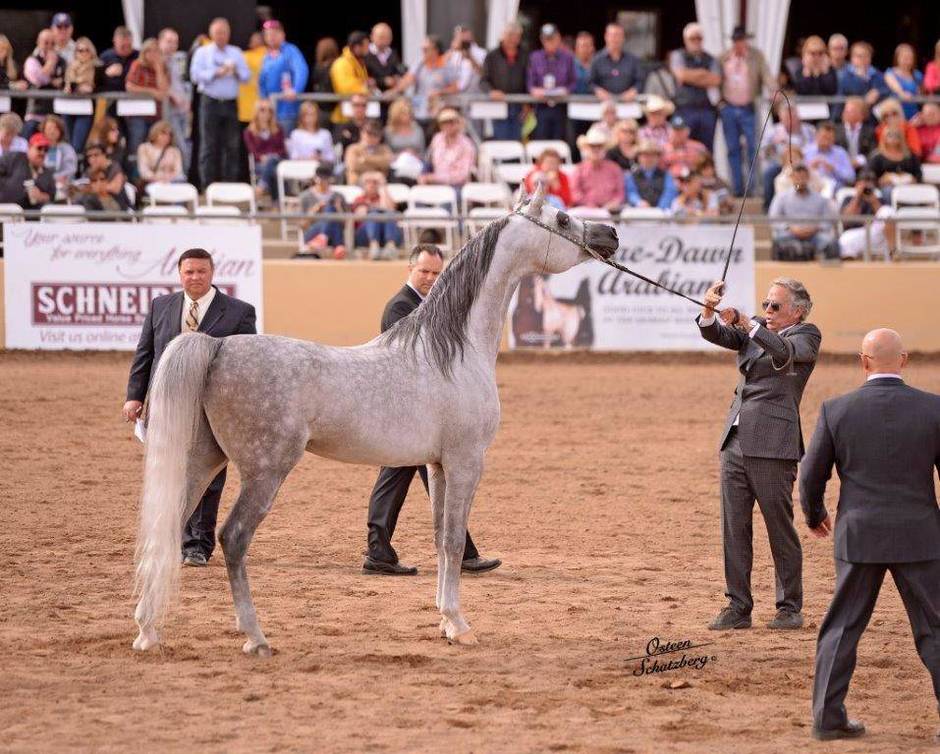 2015 Scottsdale Arabian Horse Show February 21st Arabian Horse