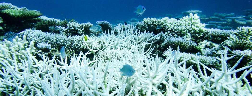 Coral bleaching in Scott Reef (Australia).