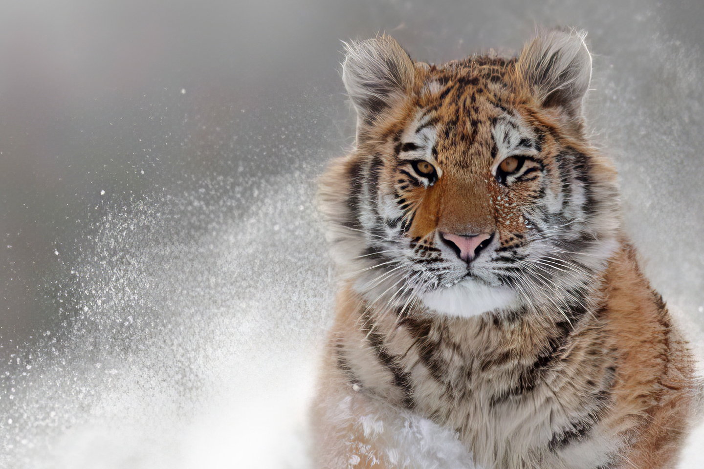 Topaz Photo AI - Maximize Image Quality on Autopilot