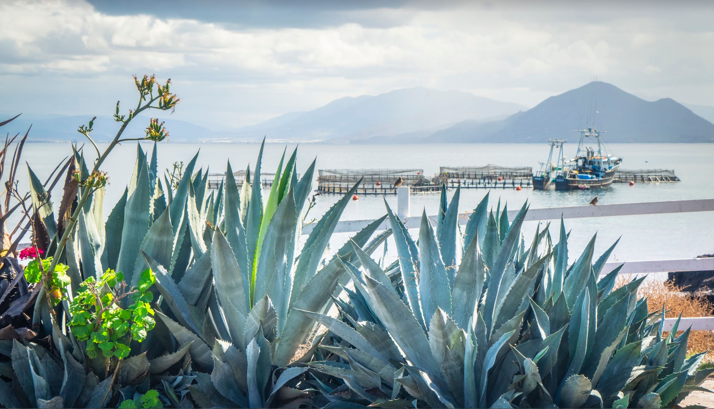 Finfish Farming Envisioning Aquaculture in San Diego Article