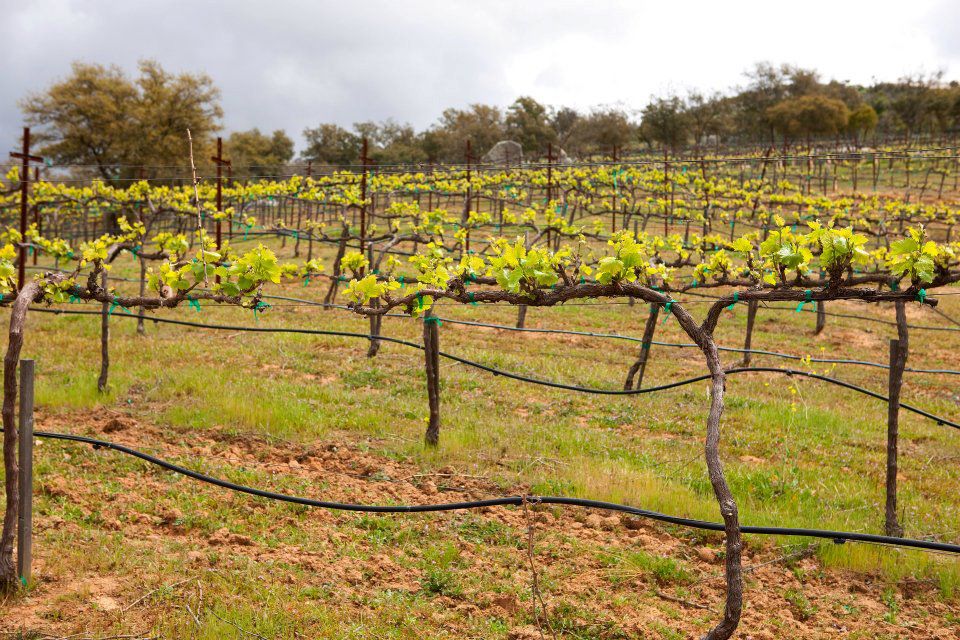 Guide to Wineries of San Diego County Article