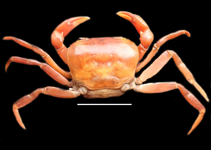 Rare Crab Species Rediscovered After More Than a Century
