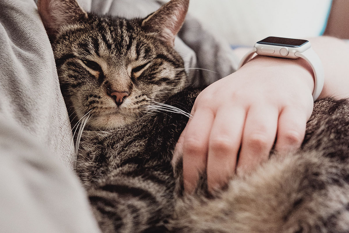 What Are Cat Naps and How Effective Are They? BlueSleep