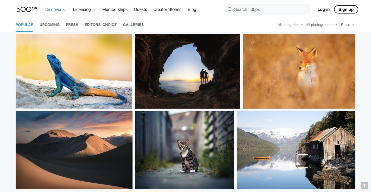 nature and animals stock photos