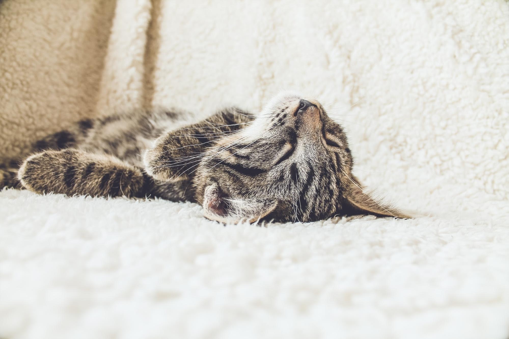Cat napping