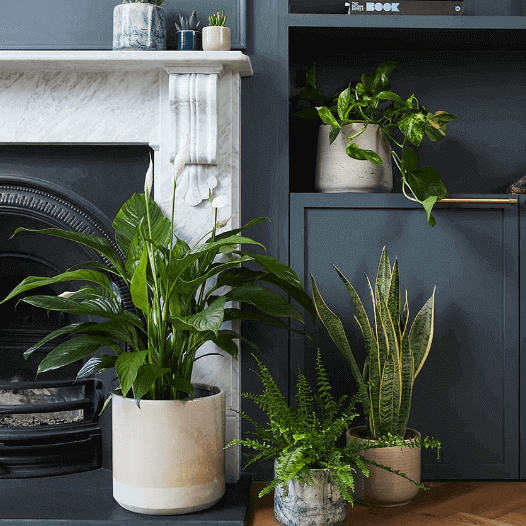 Patch plants Details Everything You Must Know About Patch plants