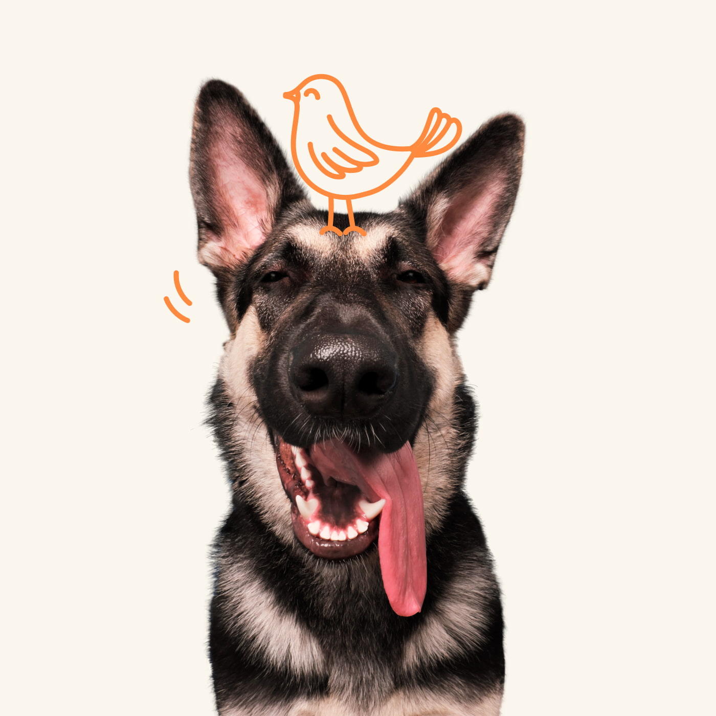 Compare Pumpkin Vs Fetch Pet Insurance