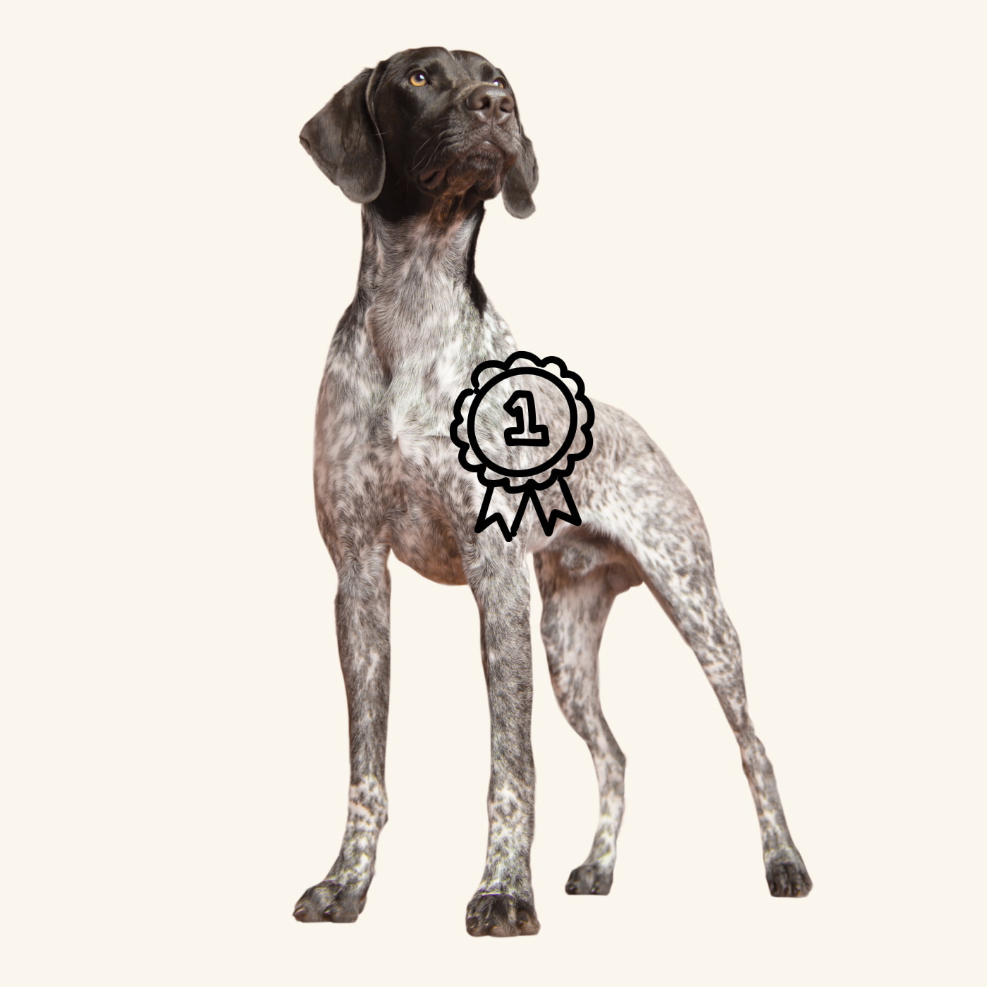stoic hound dog proudly wearing his first place ribbon