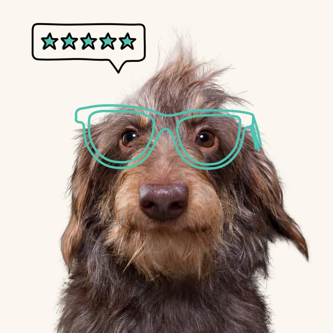 Fetch Pet Insurance Reviews Fetch Pet Insurance
