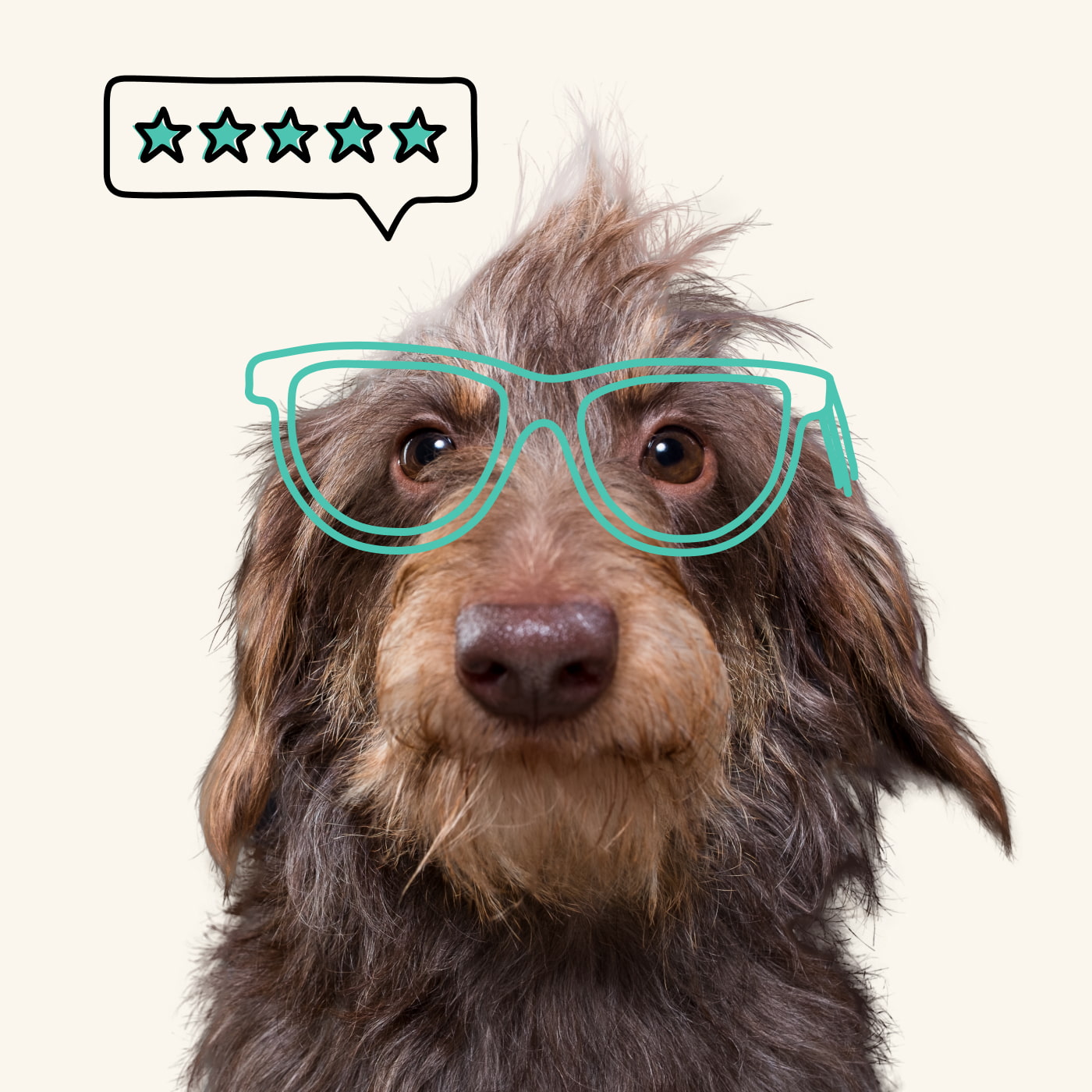 Fetch Pet Insurance Reviews Fetch Pet Insurance