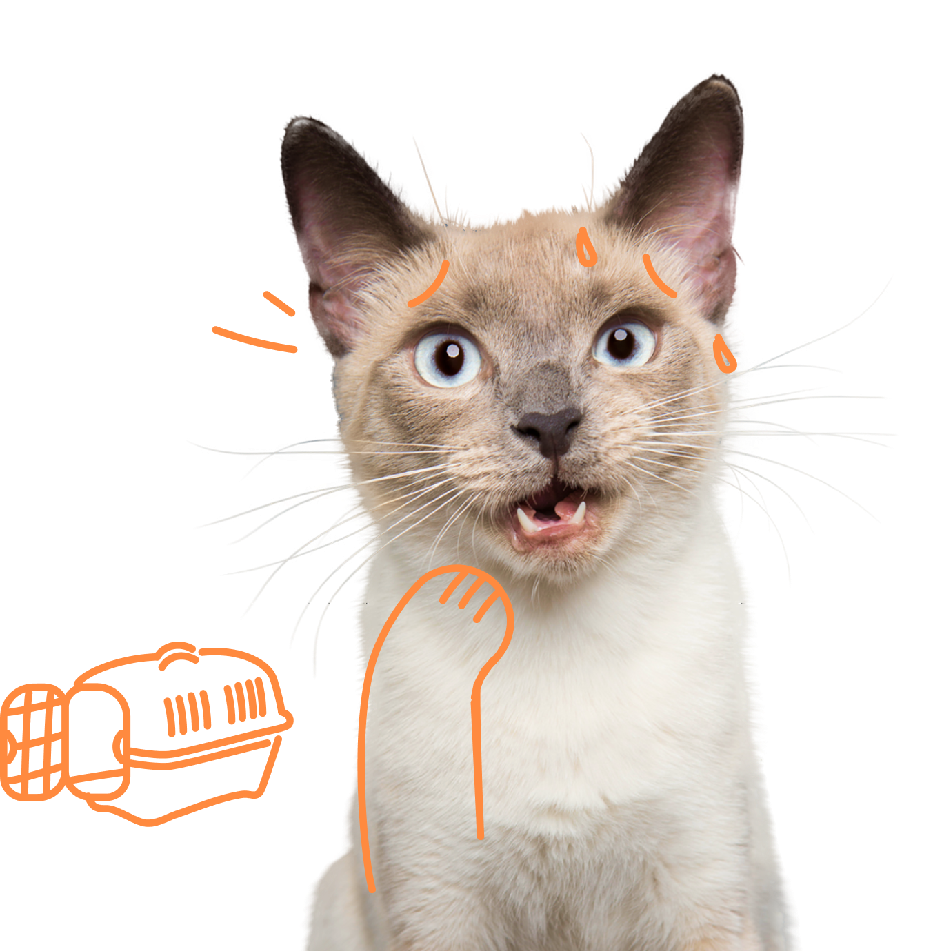 Pets Best Pet Insurance Comparison Fetch