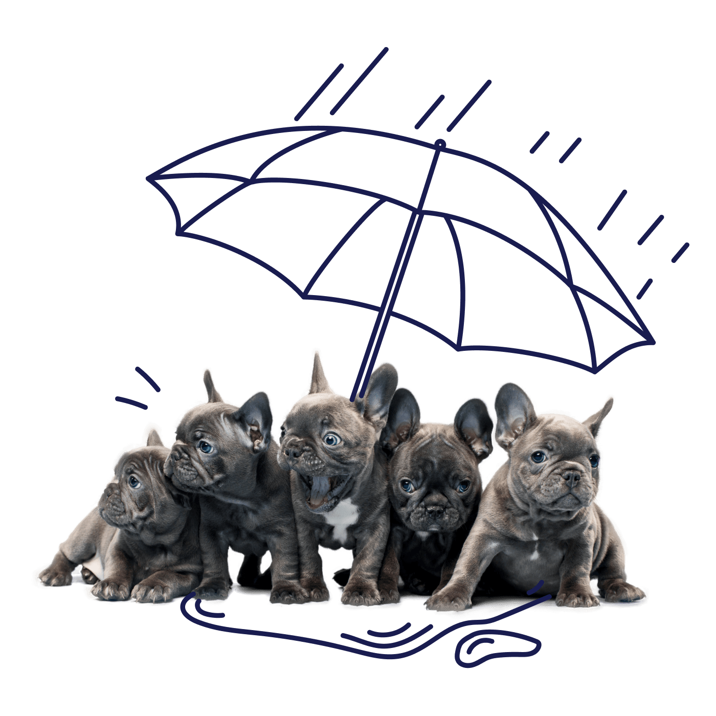 A group of cute french bulldog puppies under an umbrella.