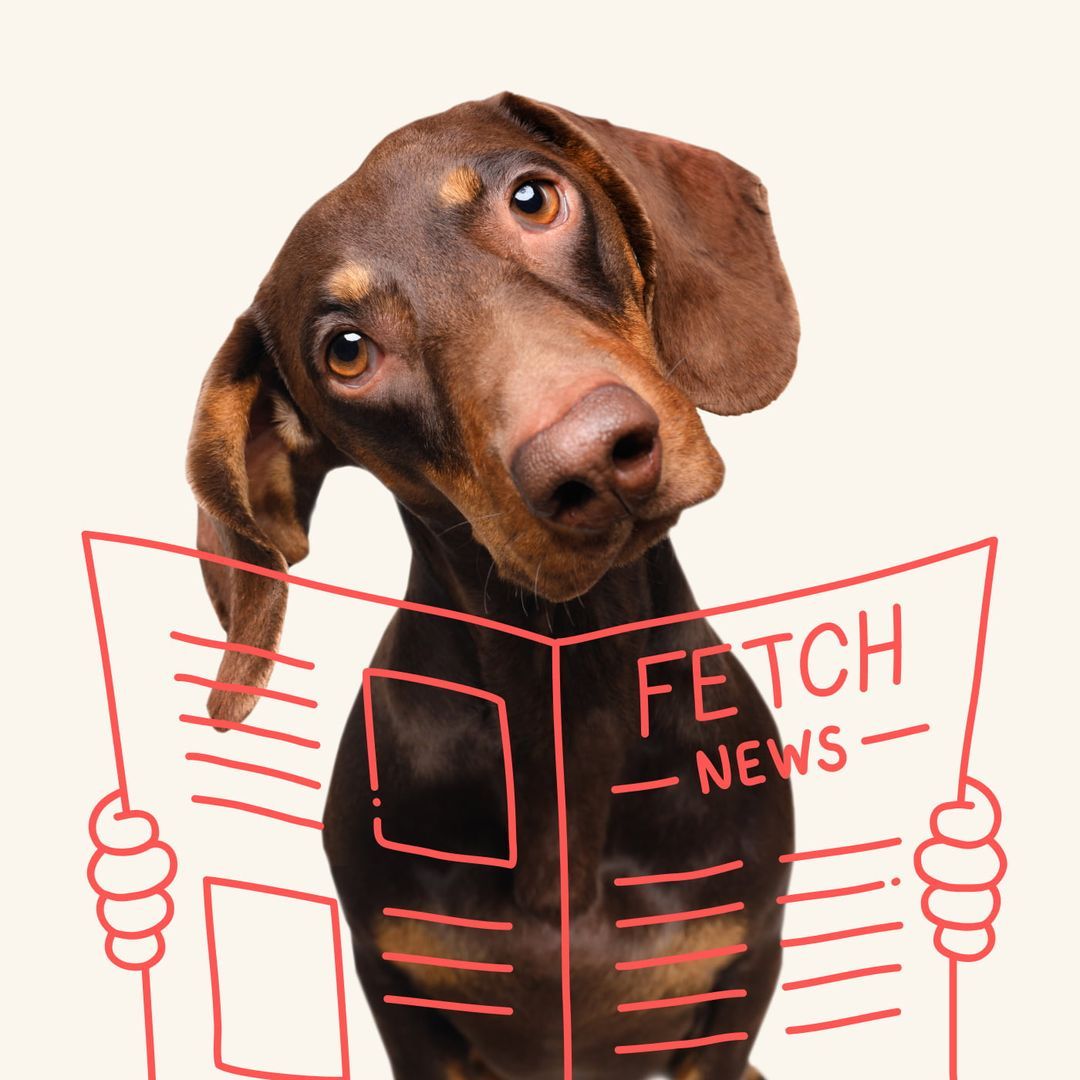 Newsroom Fetch Pet Insurance