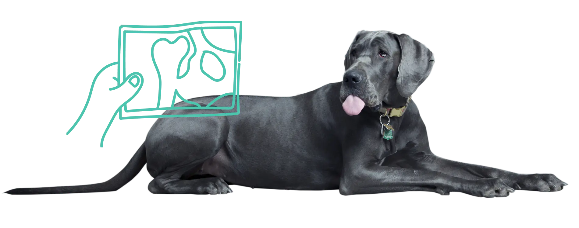 A Great Dane with his tongue out while getting a hip x-ray.