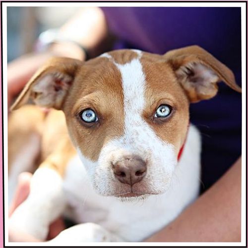 Fetch Pet Insurance Reviews Fetch Pet Insurance