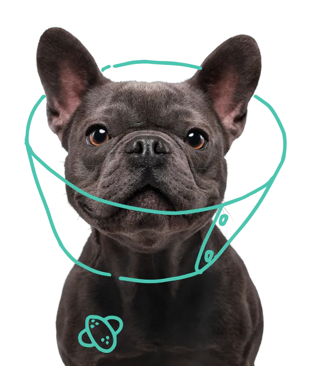 A French Bulldog with a cone around his head.