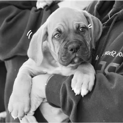 A shelter worker holding a puppy.
