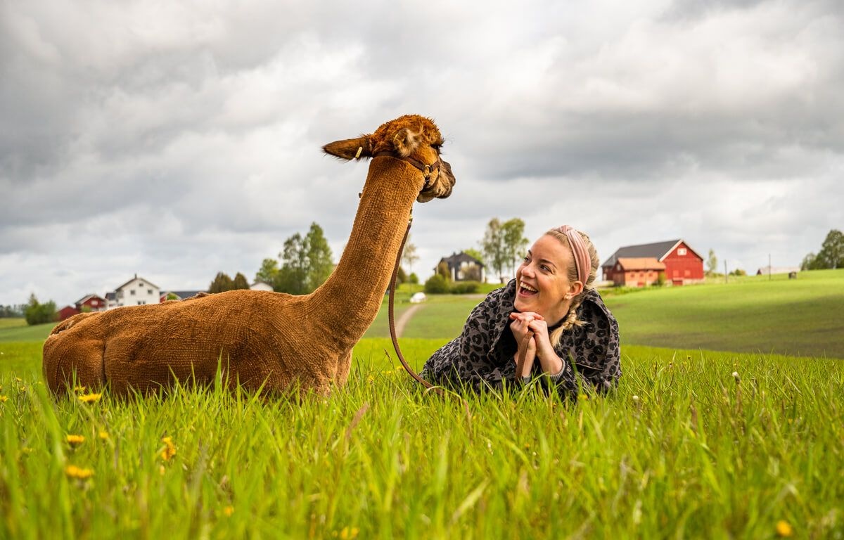Alpakkaene i Sørum trives på jordene