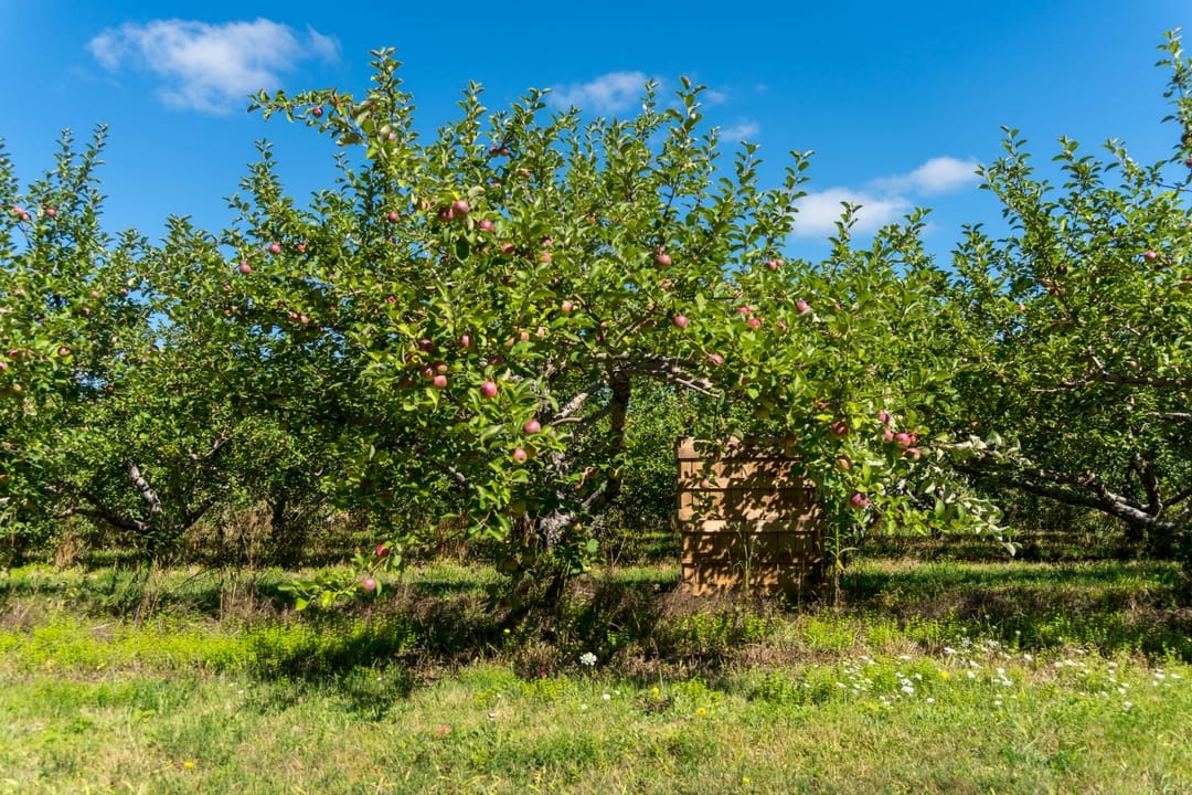 Chazy Orchards The Largest McIntosh Apple Orchard in the World!