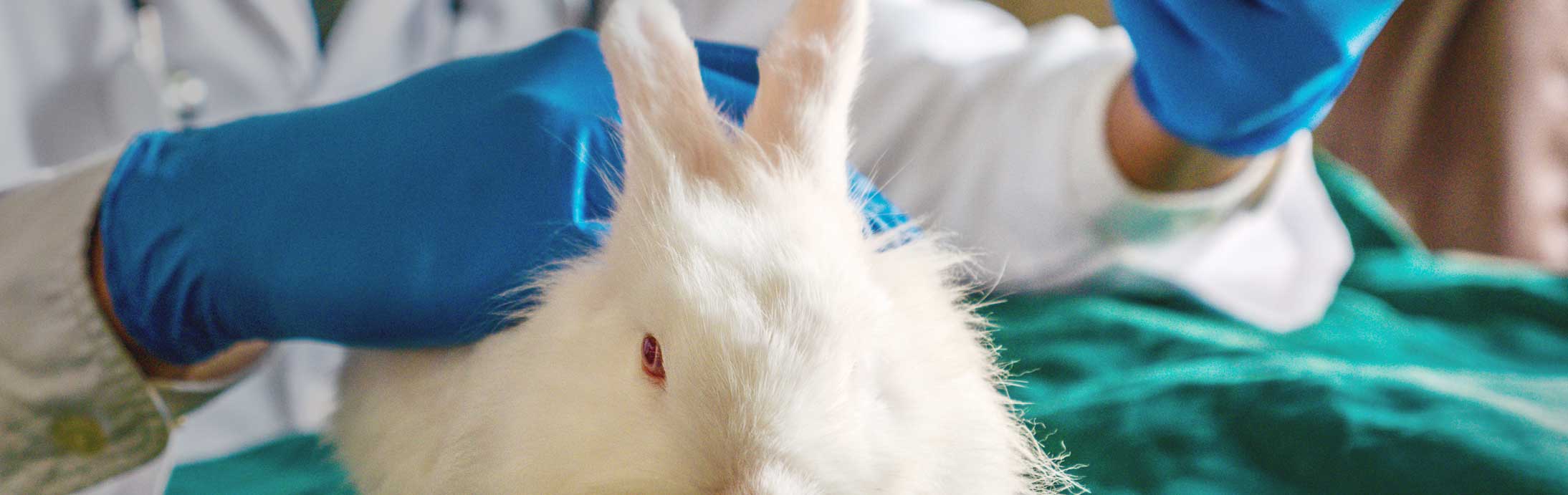Rabbit Vent Disease
