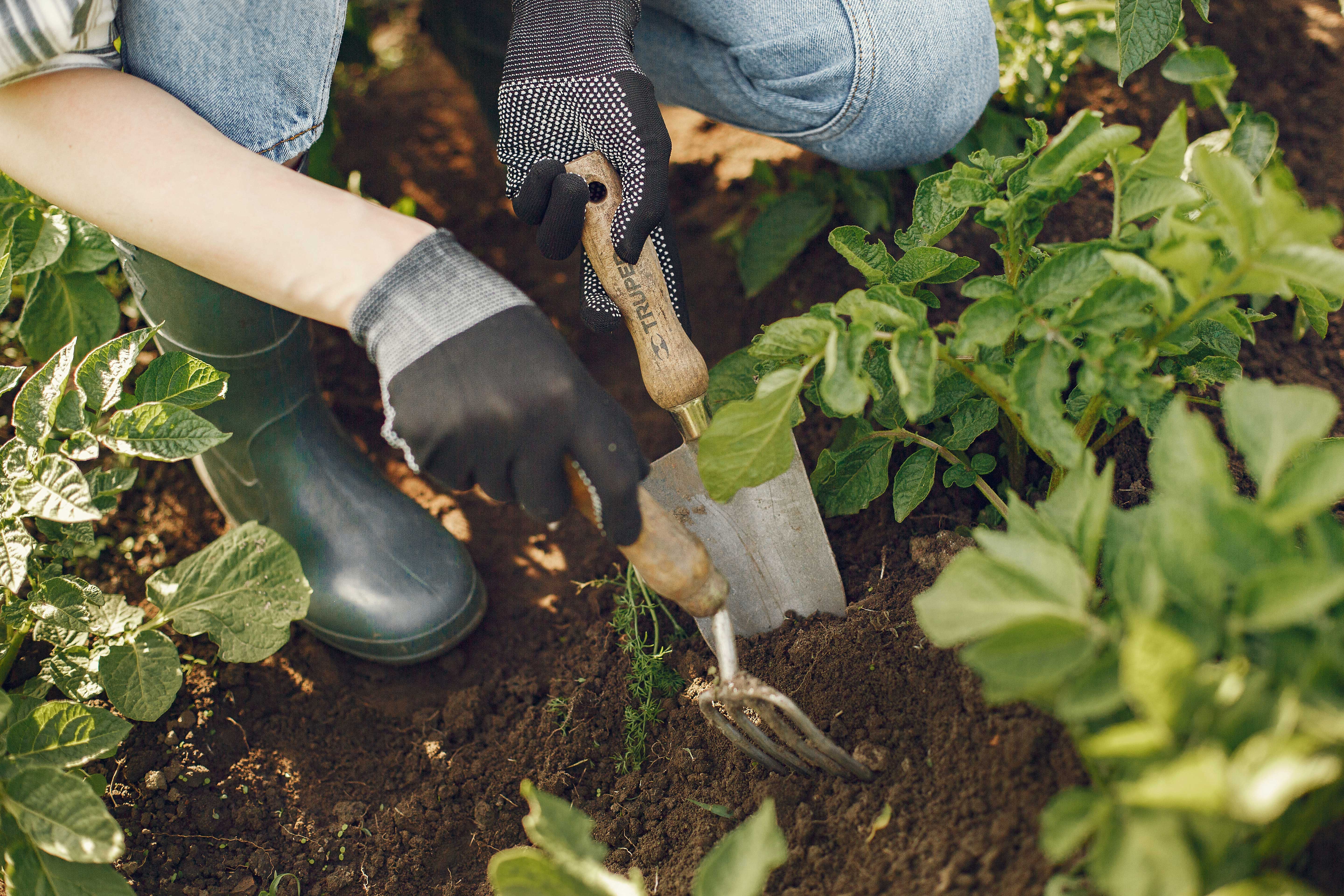 Gardening is good for you