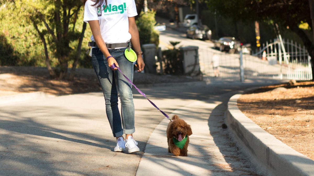 6 Best Tax Deductions for DogWalkers Everlance