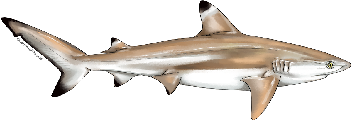 Blacktip Reef Shark