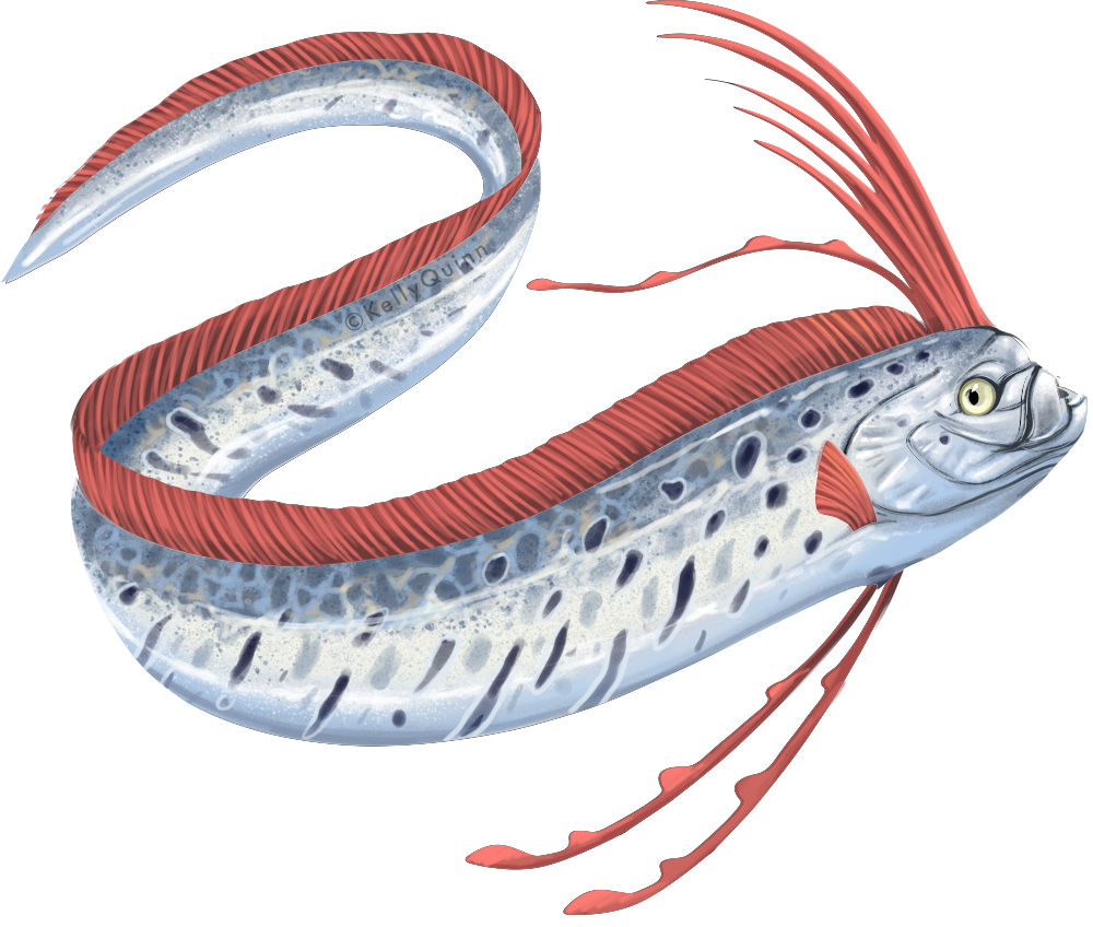 Giant oarfish