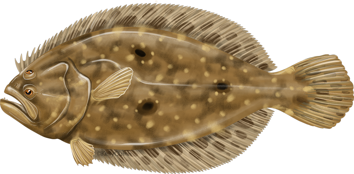 Gulf flounder