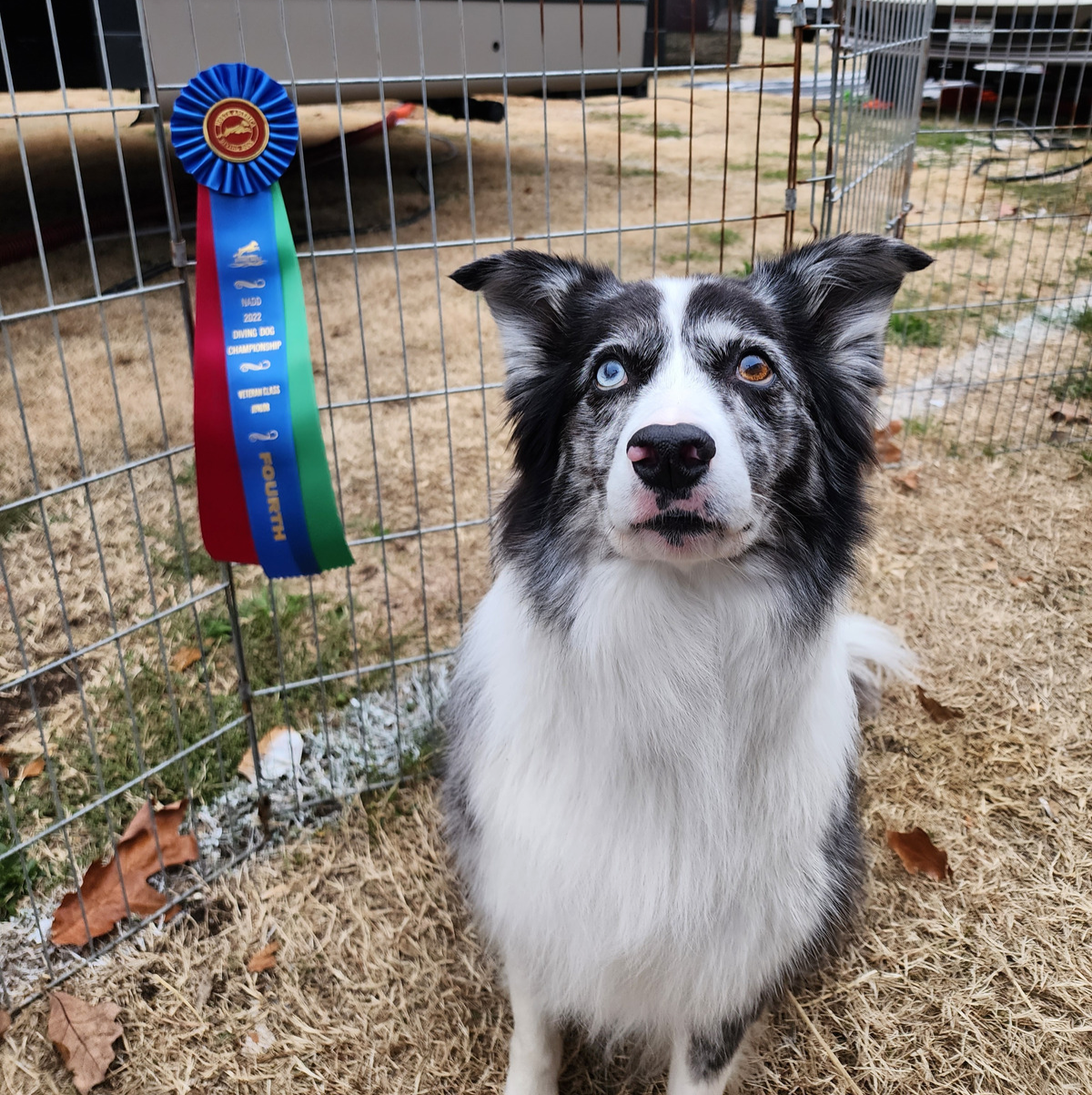 Abby McMillin - The Canine Stars Trainer