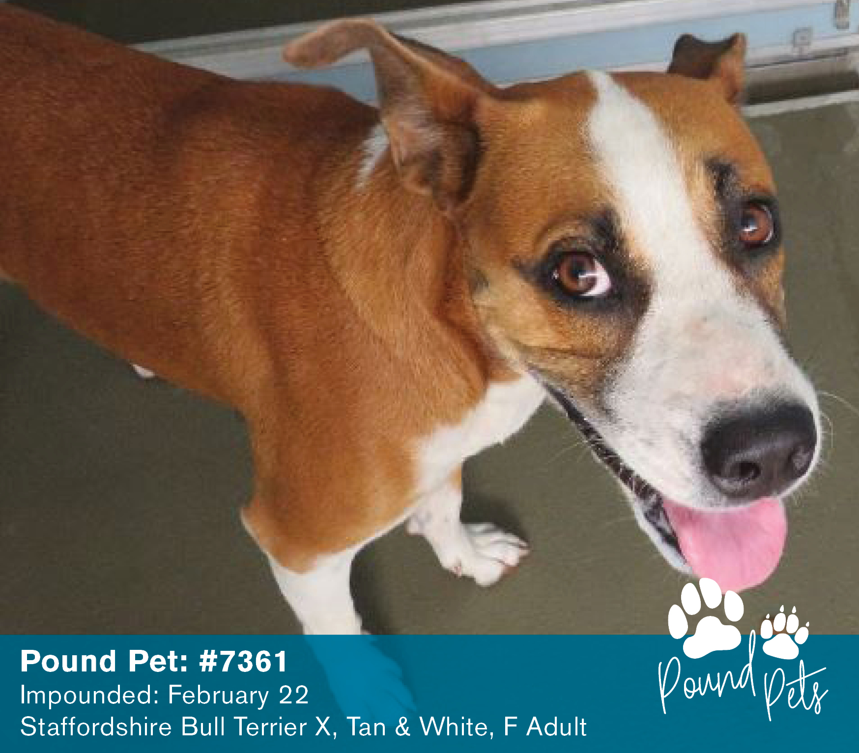 Pound Pets Looking For Love Mackay Whitsunday LIfe