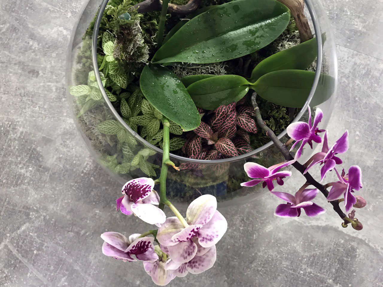 Композиция из орхидей своими руками (видео)