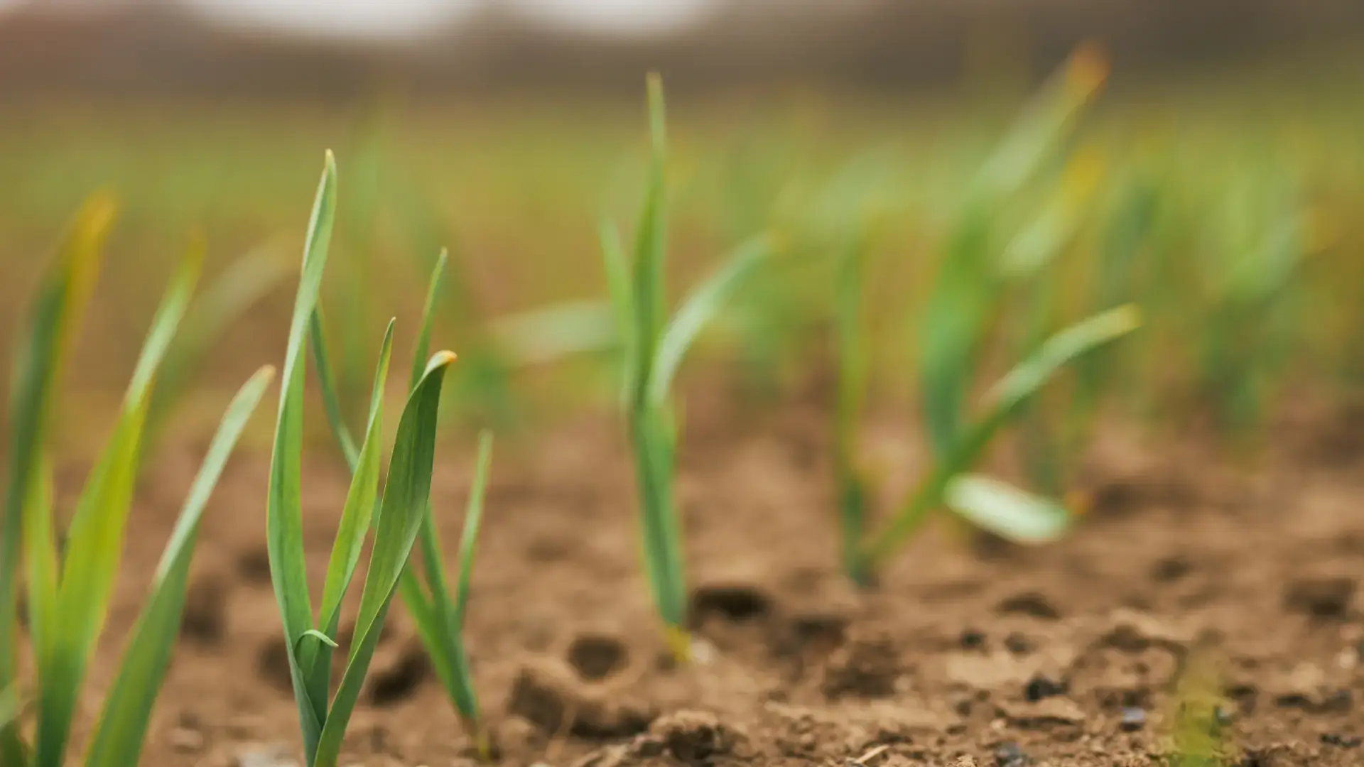 Regrow Ag announces new partnership with Australia-based FarmLab, connecting farmers and project developers to specialist soil sampling and analysis services.