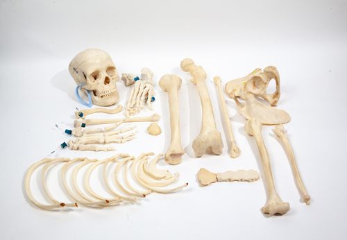 Adam, Rouilly Half-Skeleton Bone Box (0229) | JonsBones: Responsibly ...