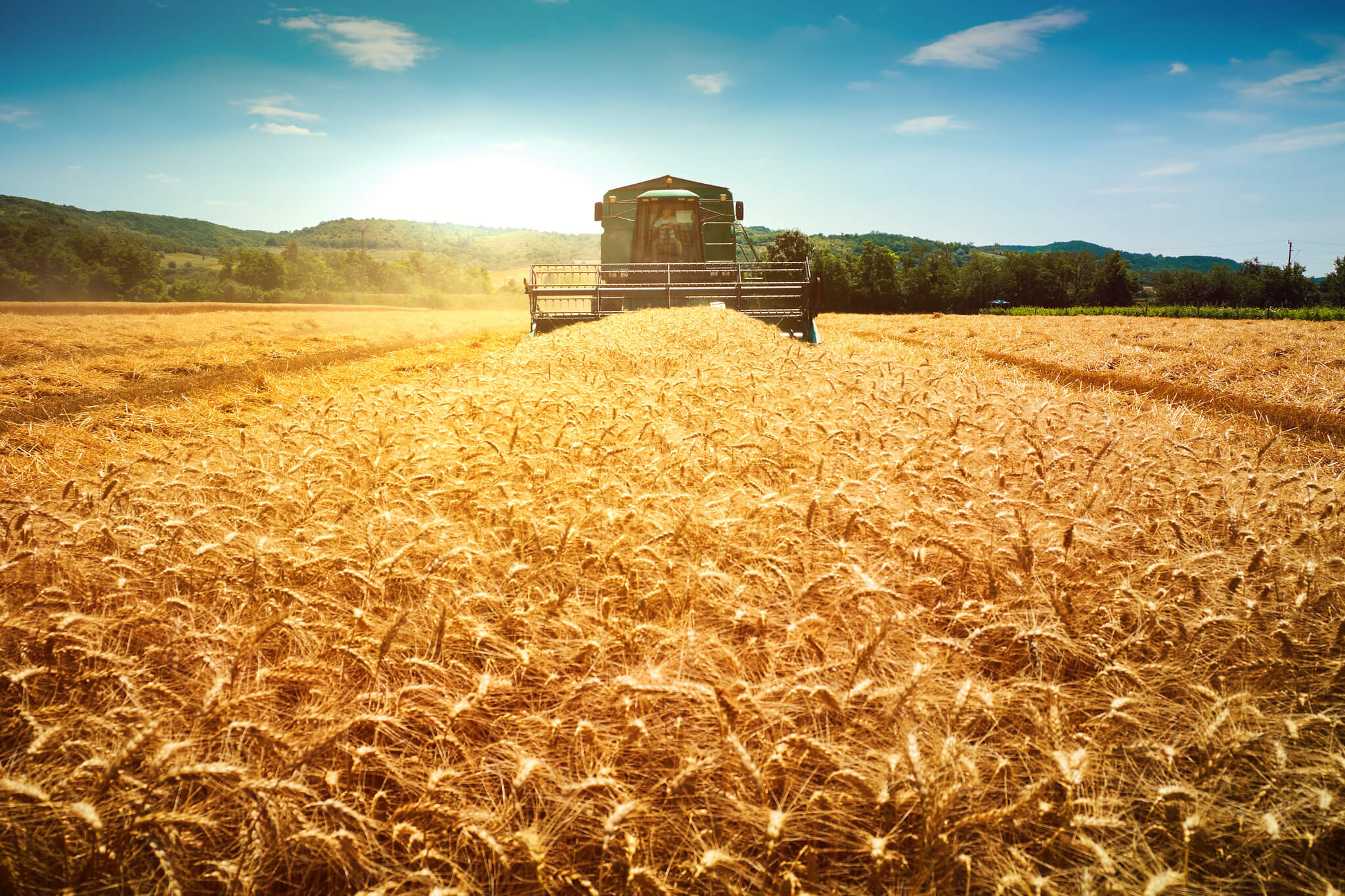 KPM Analytics Wheat Field