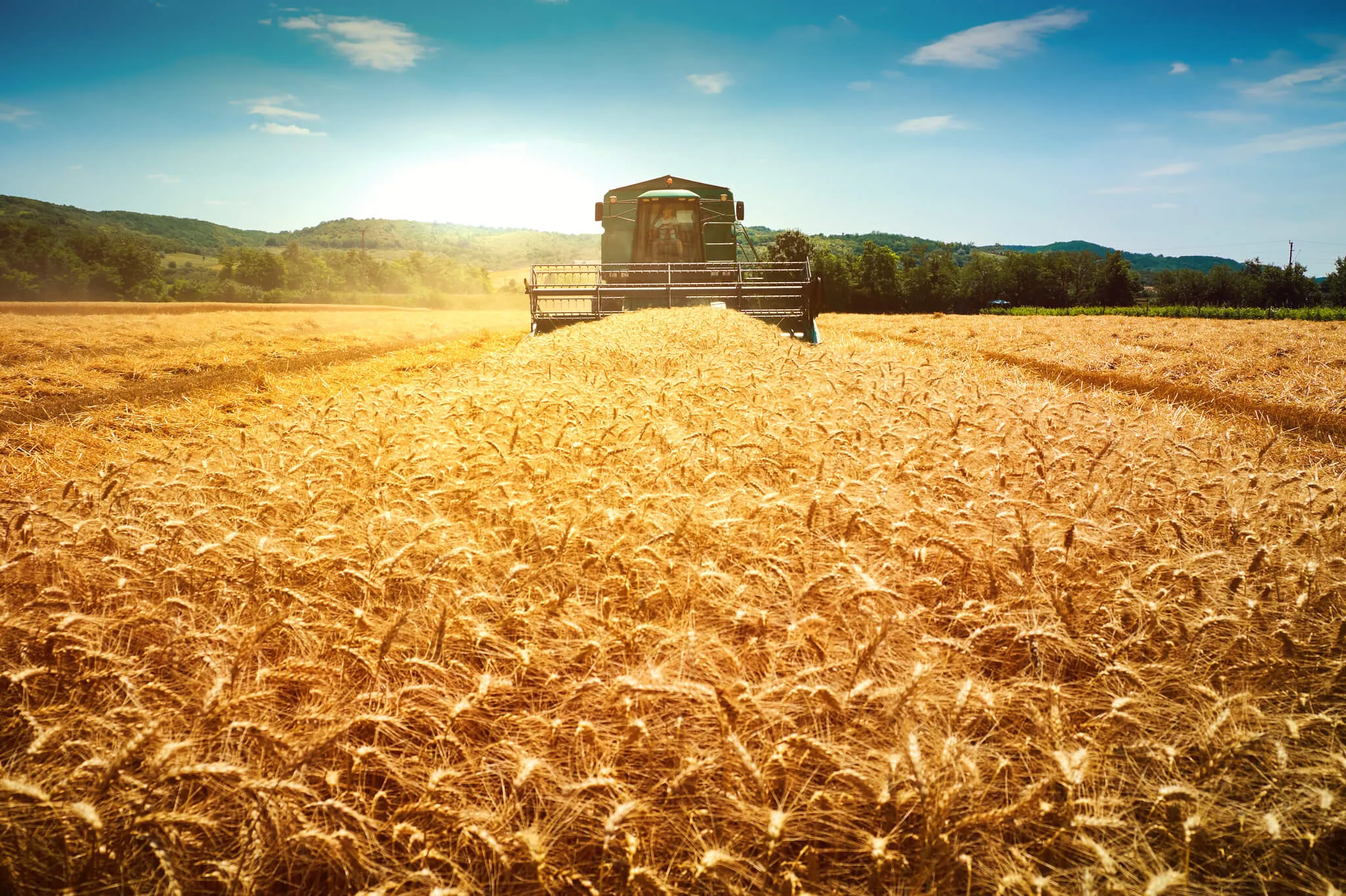 KPM Analytics Wheat Field - Harvesting - Cereal and Grains Quality