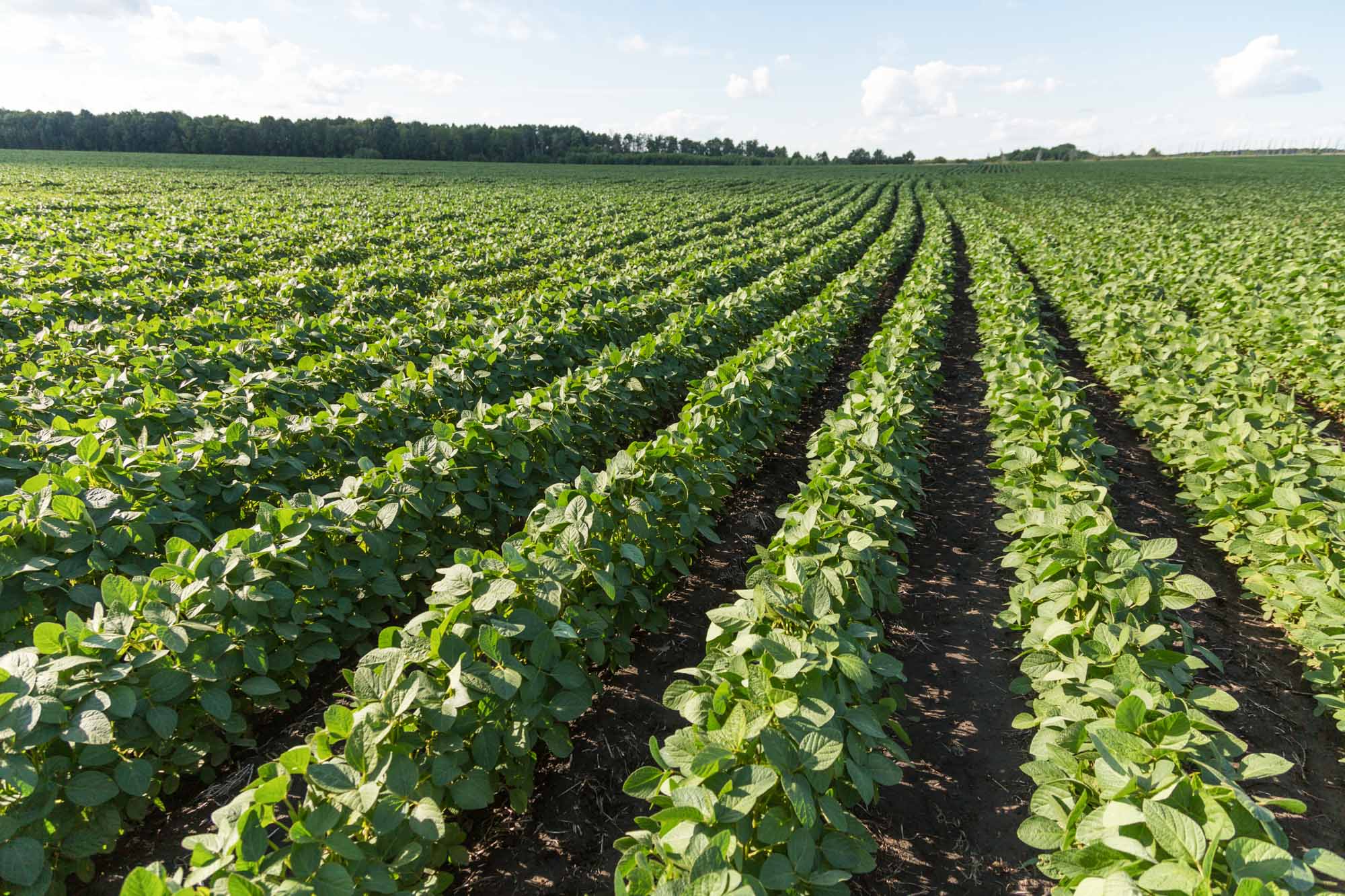 Analytical Solutions for Better Product Quality by KPM Analytics - Soybeans