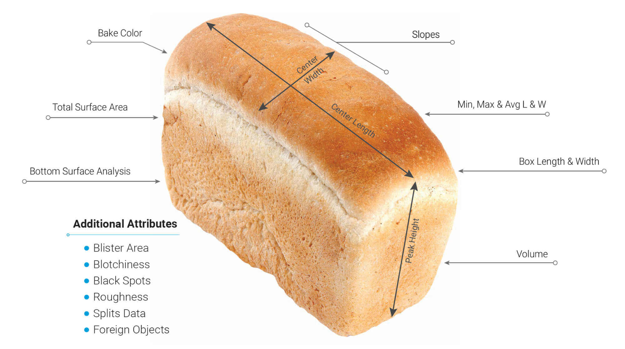 Bread Loaves Measurements