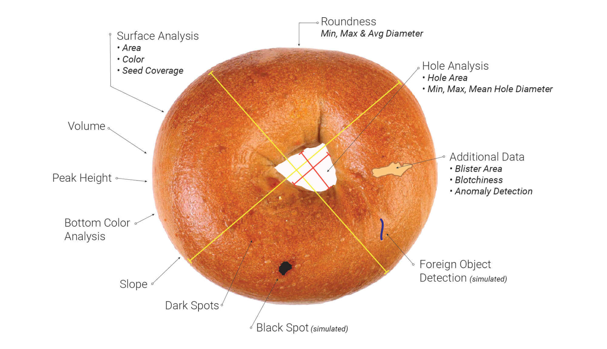 Bagel Measurements