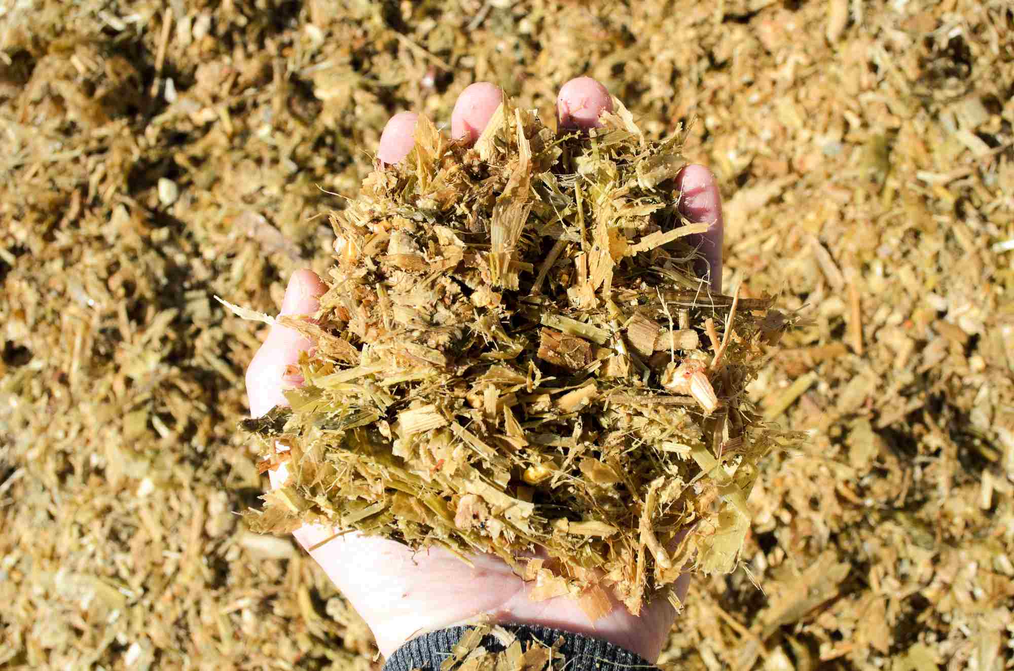 Forage