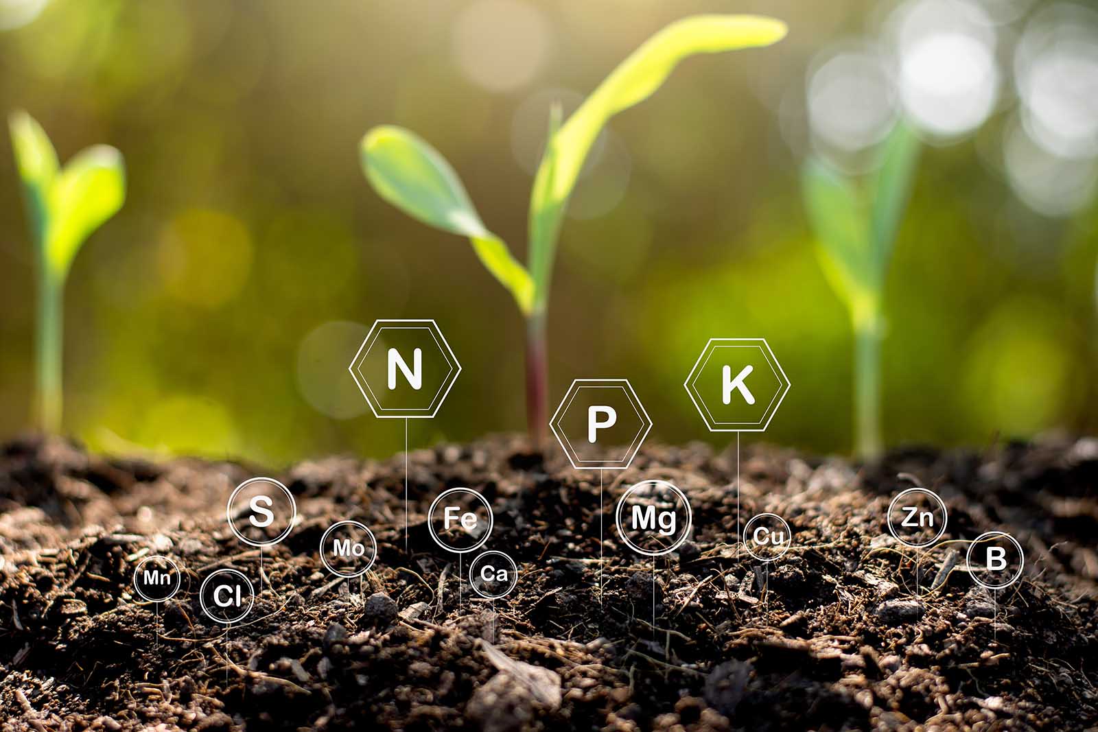 Soil & Plants