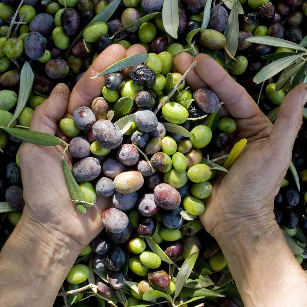 Olives & Oilseeds