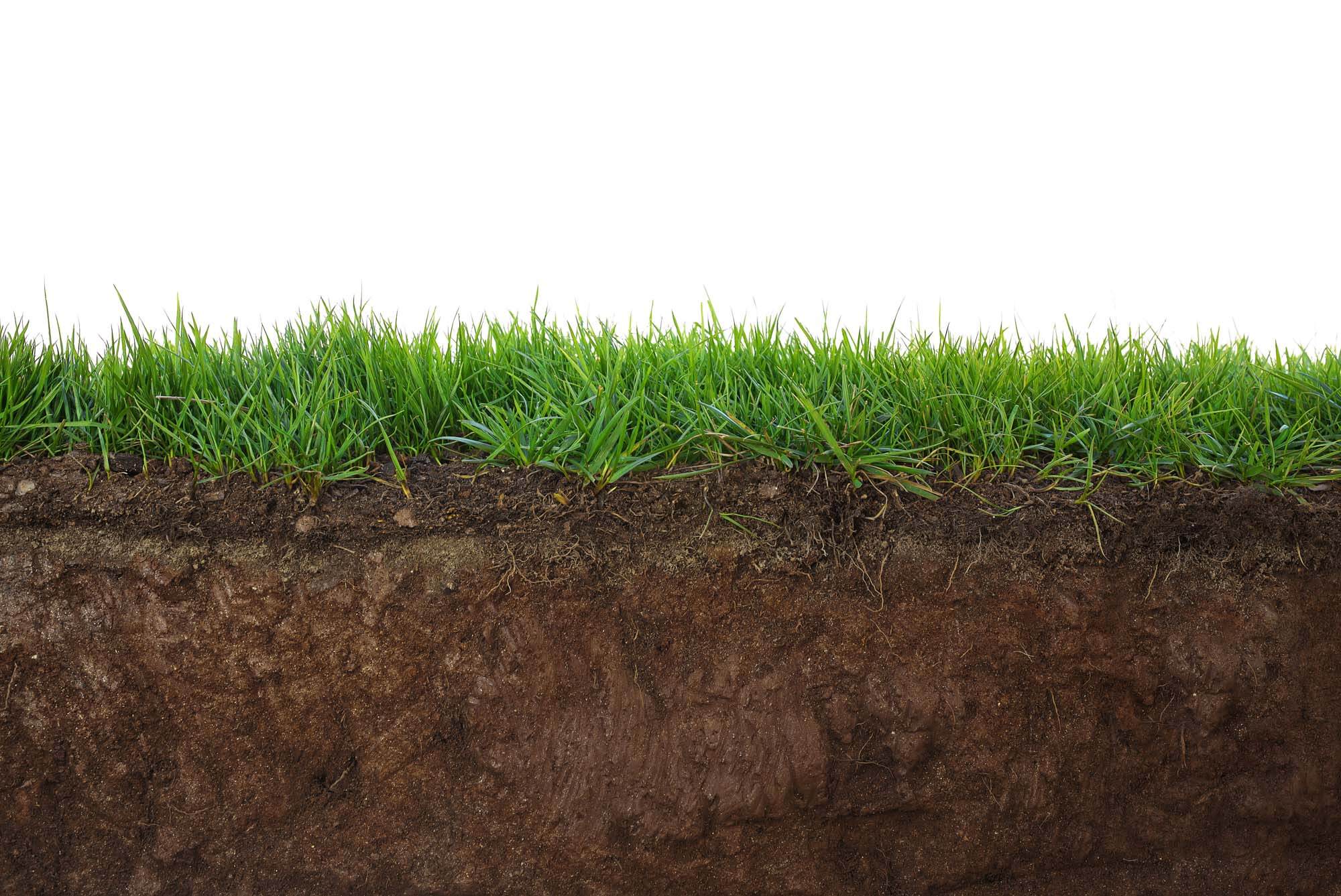 Soil & Plants