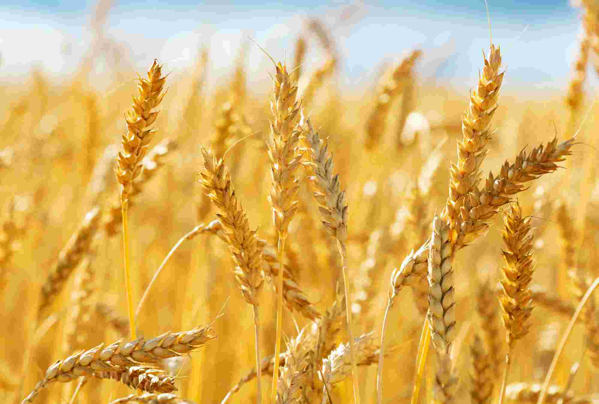 Wheat Selection