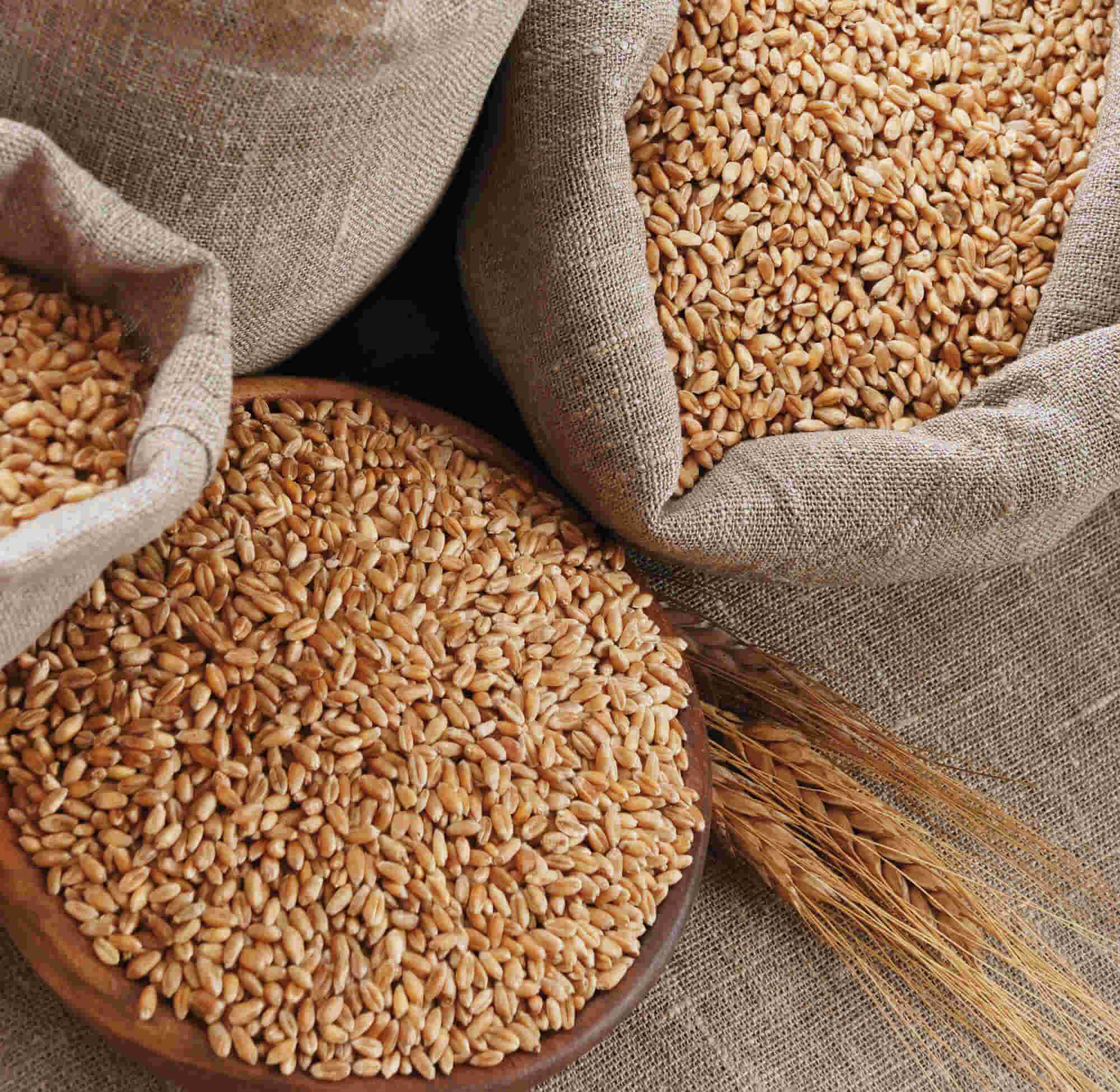 Grain Samples