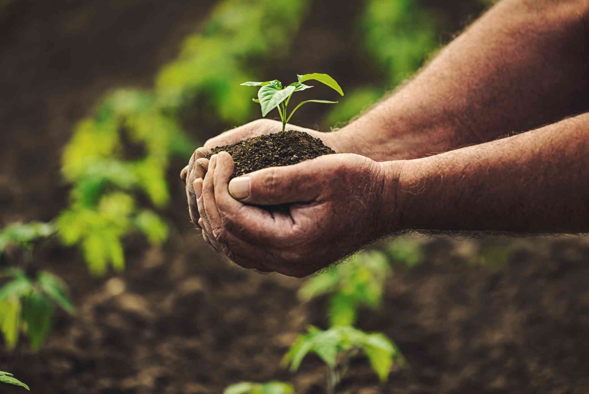 Soil & Plants