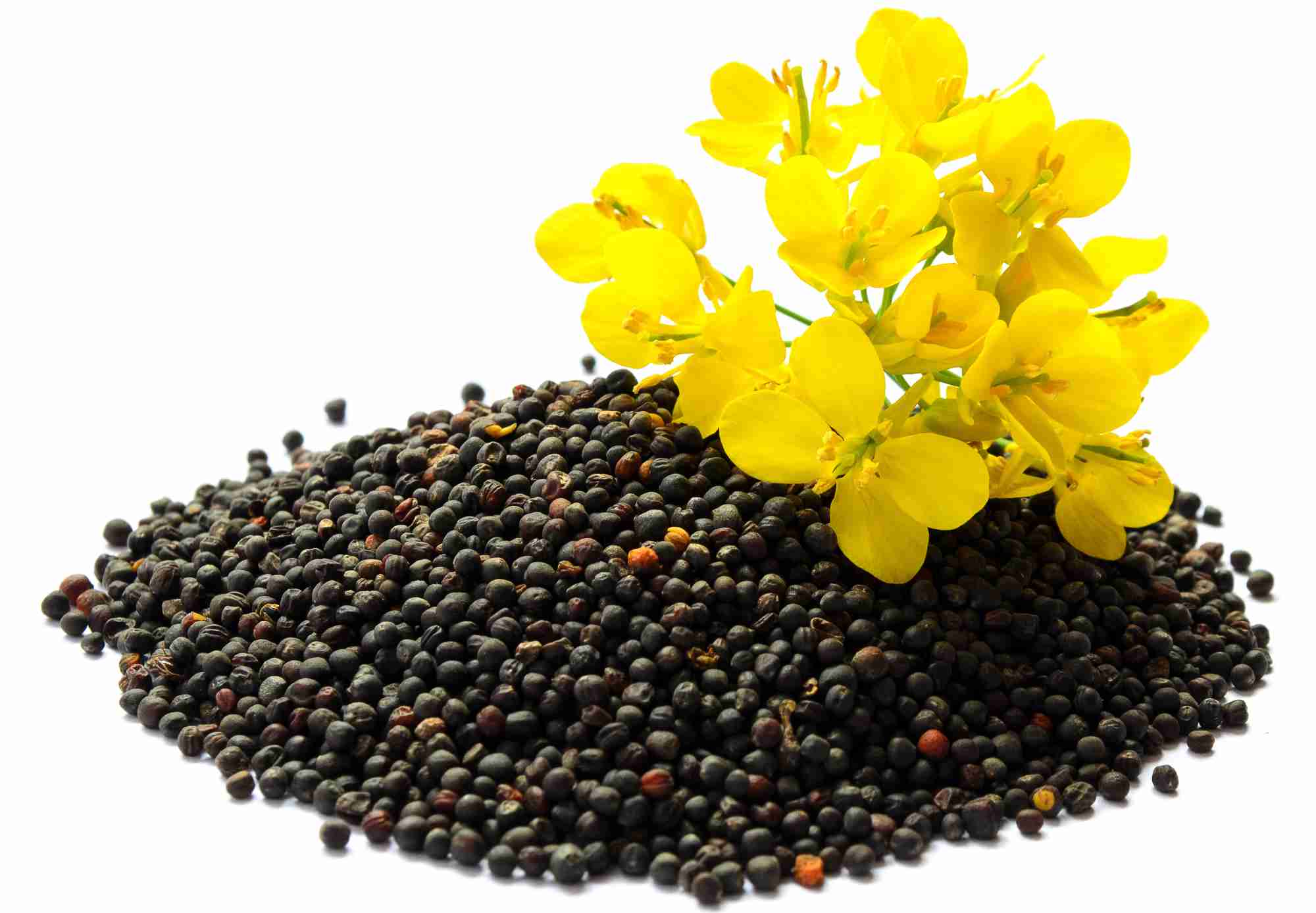 Oilseeds