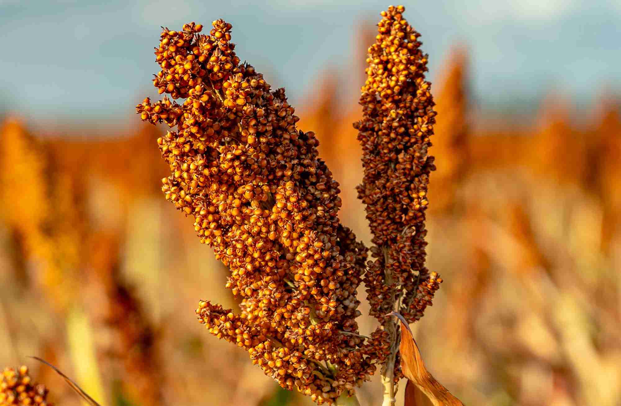 Sorghum